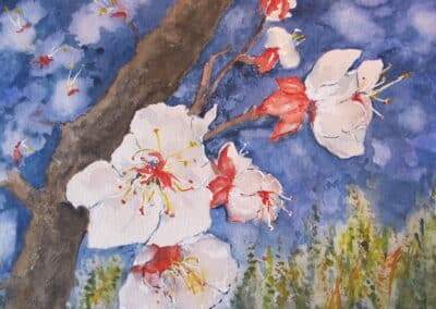 Fleurs D'abricotier
